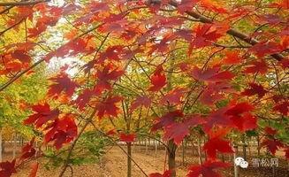 冬季：银装素裹， 别有一番风味