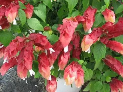 室内常年开花花卉