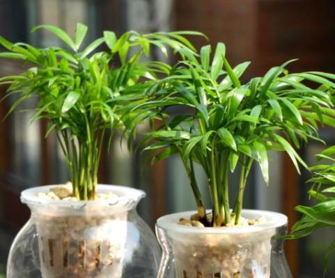 袖珍椰子不生长的原因探讨