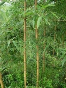 竹子属于禾本科植物？它和树木有什么区别