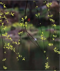 春季来临，万物复苏