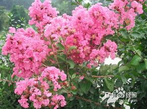 冬天盆栽紫薇如何防寒保暖？