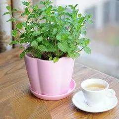 多肉植物夏季养殖需要注意哪些方法与事项