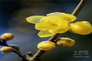腊梅苗种植小秘诀，让你家的腊梅花开满枝！