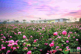 肥水要浇，讲究时机