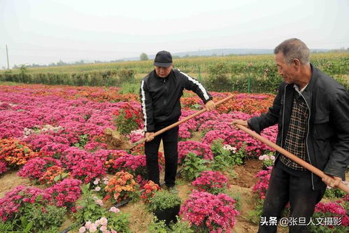 市场前景， 一片光明