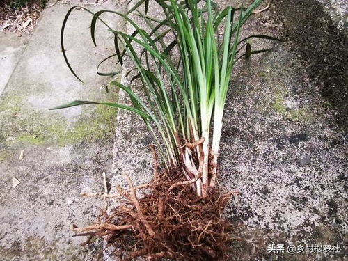 柏树移栽后的成活之谜