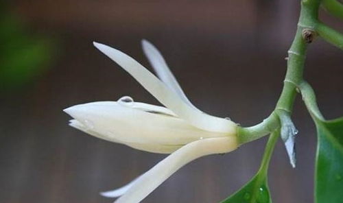 白兰花生命力强，为什么还是不好养活
