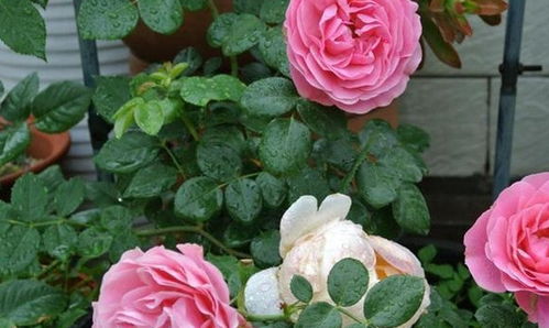 夏天种植玫瑰花的注意事项