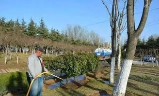 春季浇水， 花繁叶茂的关键