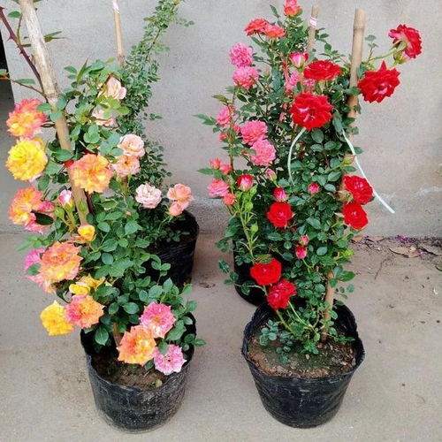 买月季花的小窍门：如何避免病弱苗，轻松养花