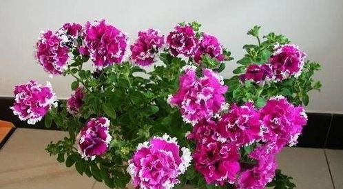 八宝花高清大图免费分享，你见过如此繁花似锦的吗