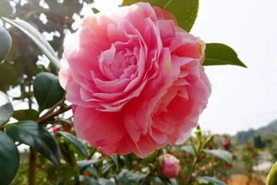 山茶花：浙江的省花