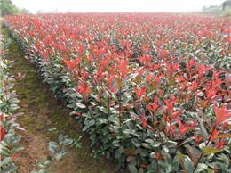 价格因地区和品种而异