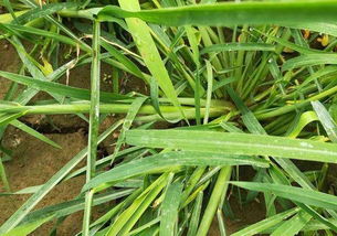 选择除草剂，需根据原则进行