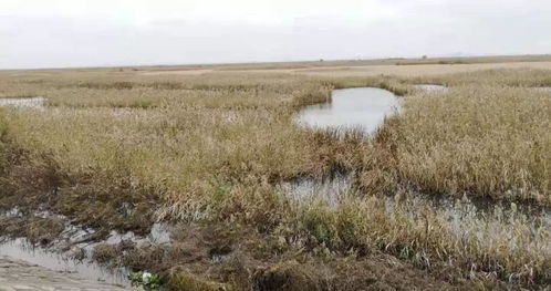 土壤改良， 黑科技来帮忙