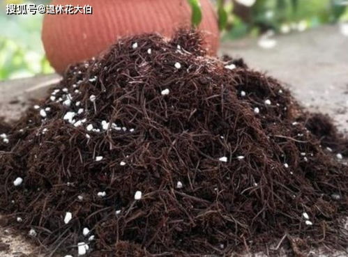 松针：花卉的天然保护伞