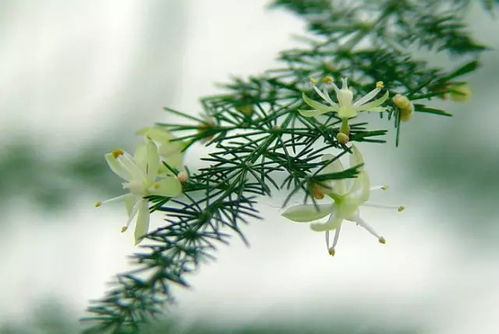 金心百合竹花语：纯洁高雅