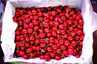 樱桃的价格， 产地不同，价格自然不同