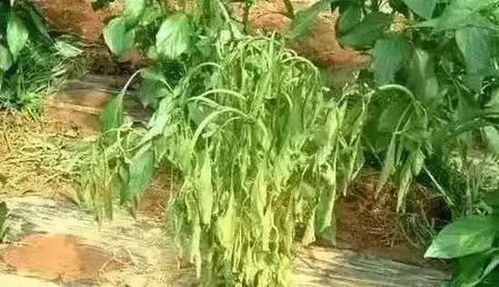 高个儿还是矮个儿？