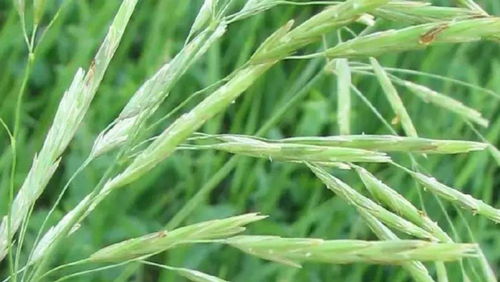 春季小麦除草， 时间要掌握