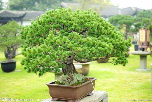 水杉盆景与松树盆景土壤的不同之处