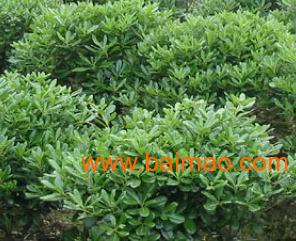 海桐球苗木的价格探秘