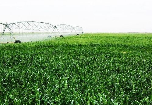 种植河边植物， 要注意哪些事项