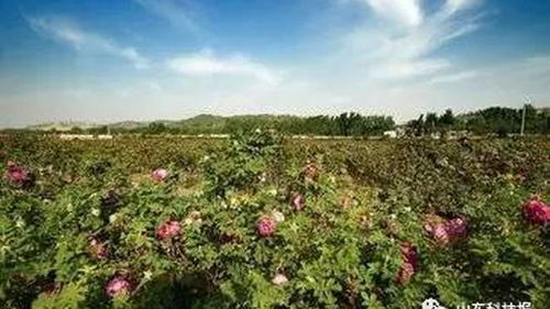 园林局修剪时长清湖公园捡漏技巧