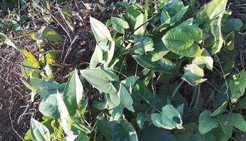 多年生草本植物的挑选攻略