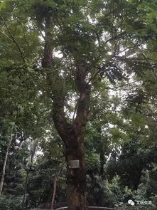 黄花梨的神秘之境