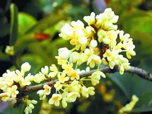 桂花一般在九月开放？南北方桂花开放时间有差异吗