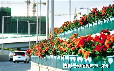 月季花桥， 花开盛放