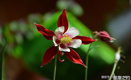 花的成长，人的智慧