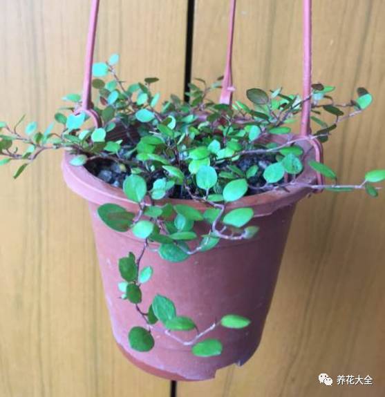 腐熟的有机肥：营养补充小嫩手