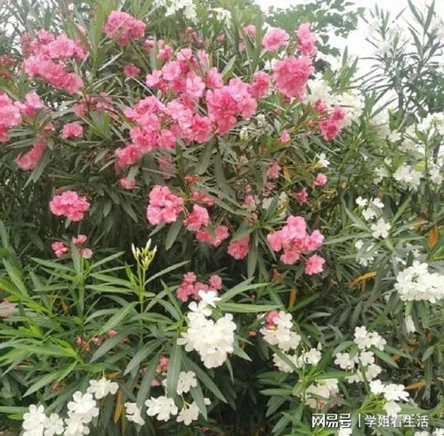 夹竹桃， 那朵会说话的花