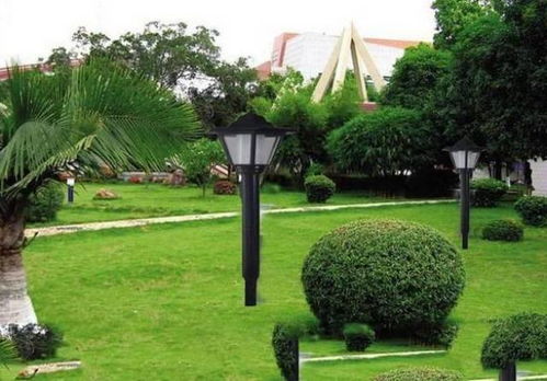 结缕草：根系发达，耐踩踏