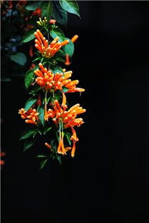 炮仗藤的种子与花期