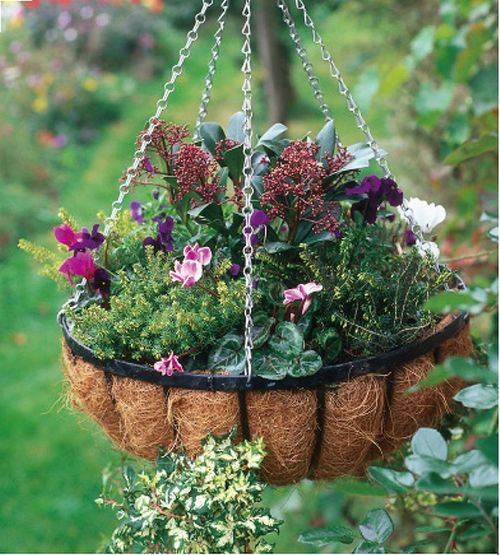 光照对植物生长的影响：园艺新手必堪