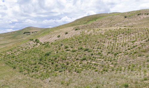 防沙治沙，我们这么Zuo！