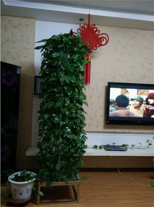 绿萝树缺水了吗？