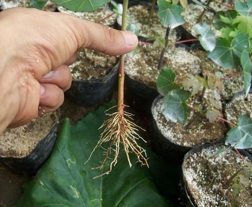 苗木生根的神奇魔法：插条伤口处理