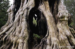 自然的力量， 让树木空心