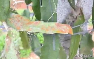 啥是己唑醇农药，为啥要用它？