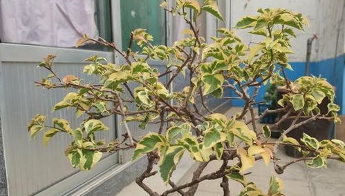 三角梅烂根了怎么办？有没有办法挽救