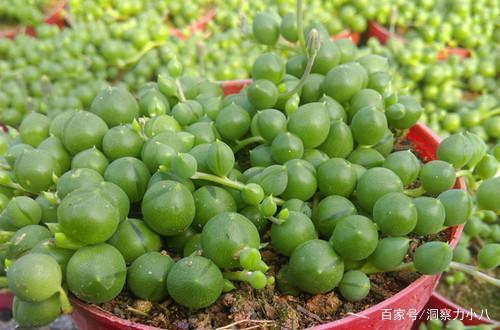 佛珠多肉节点剪拆：核心关键词“生机盎然”