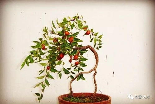 环剥和嫁接也嫩助一臂之力