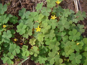 梭鱼草：中性宝贝， 喜欢湿润