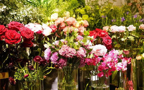 康乃馨怎么养才能快速开花？