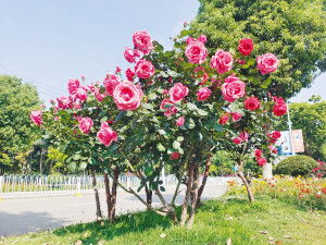 多年坚持， 合肥打造月季花城